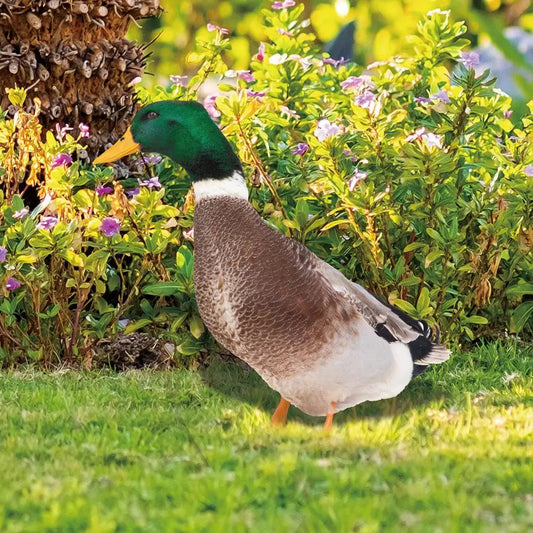 Outdoor Duck Decoration