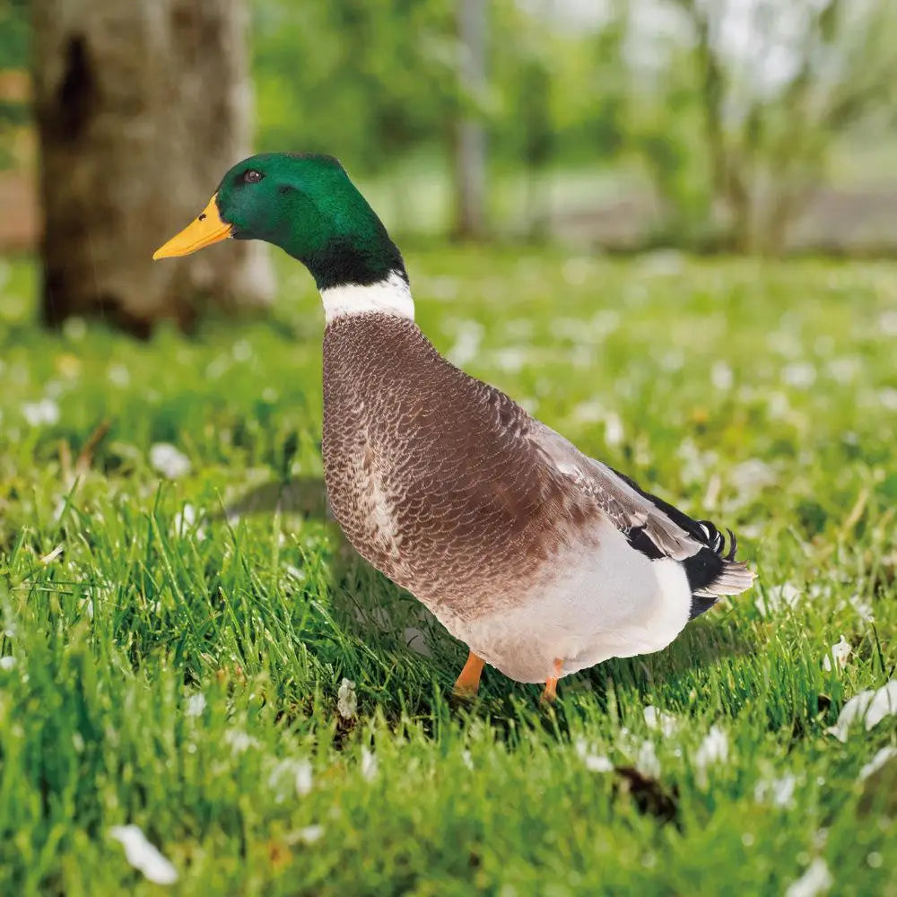 Outdoor Duck Decoration