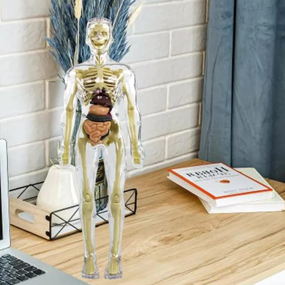 3D Human Body Anatomy Model for Kids – Interactive Torso Skeleton Educational Toy for Science Learning, Ages 8+, School & Home STEM Gift